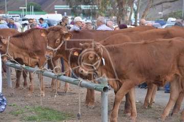 La feria de ganado, atractivo principal de la jornada matutina en Jinámar (Foto Antonio Alí y Francisco Javier Santana)